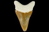 Serrated, Fossil Megalodon Tooth - Florida #108417-1